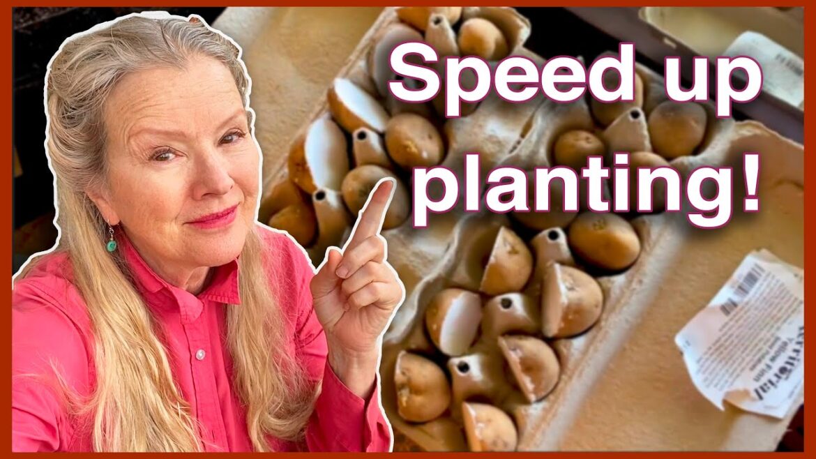 You've never seen seed potatoes THIS SMALL! (and seedlings update!)