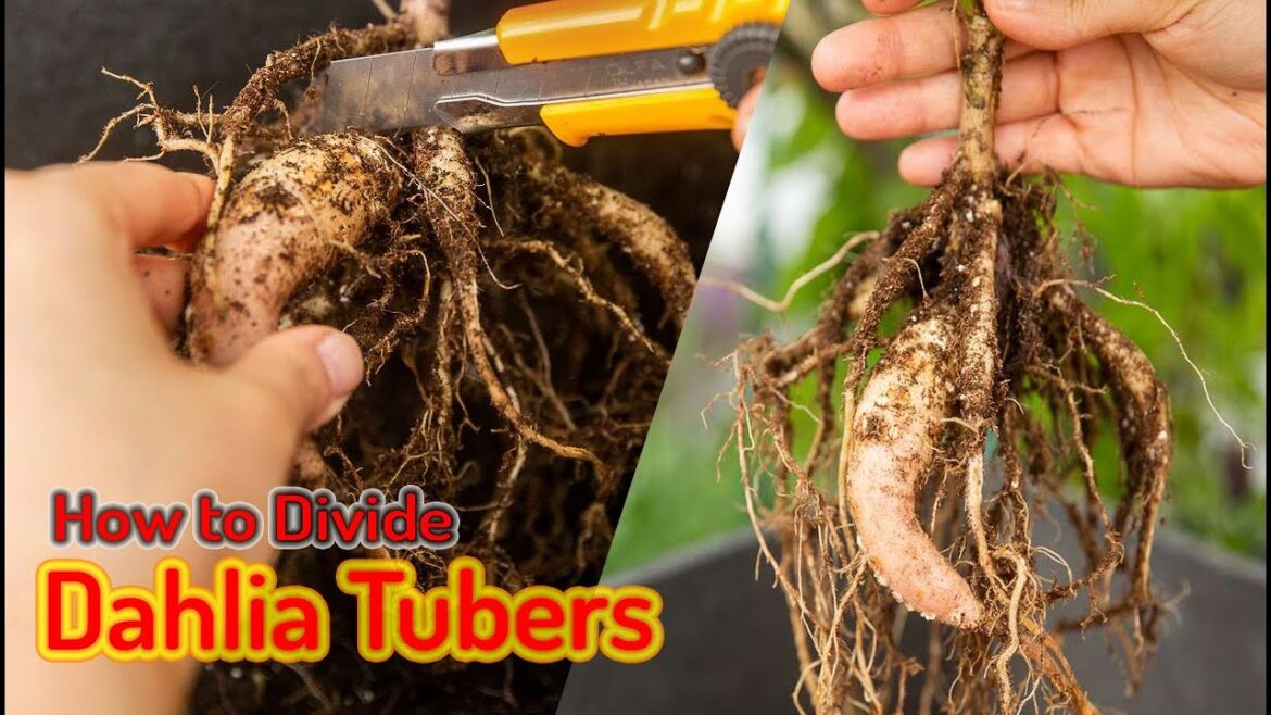 How to divide Dahlia tubes, how to multiple dahlia tubes, grow dahlia from tubers,