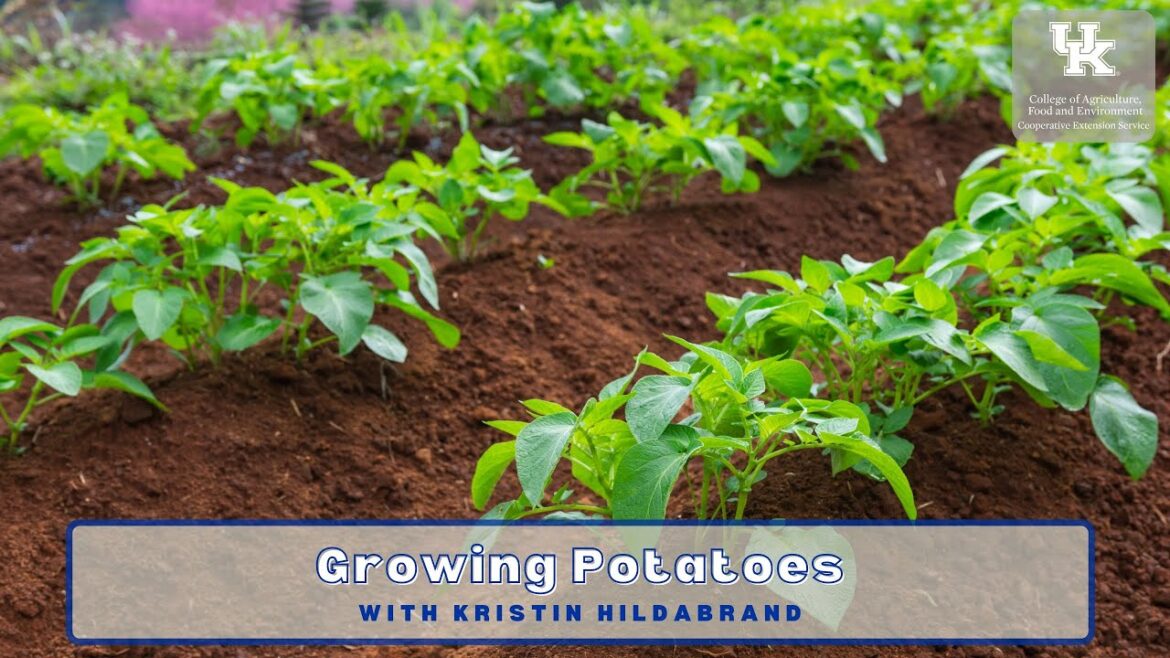 Growing Potatoes