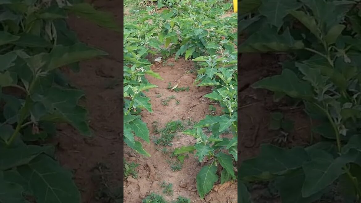 vegetables /gardening 🙂😌