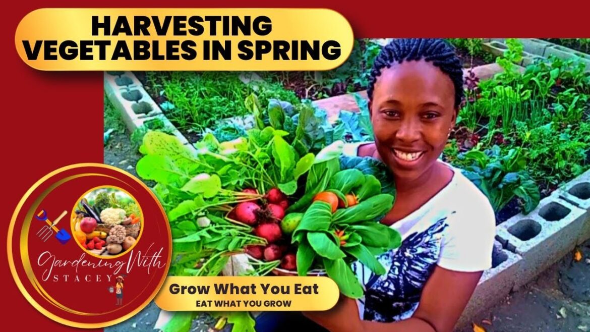 Harvesting Vegetables In Spring In My Jamaican Backyard Garden 🇯🇲 Harvesting Vegetables In Spring In My Jamaican Backyard Garden 🇯🇲