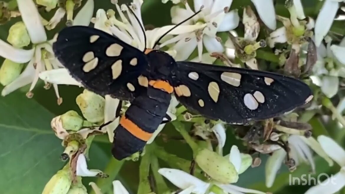 Nature lover #nature #naturestatus #naturelovers #natural #wildlife #wildlifevideography #youtuber Nature lover #nature #naturestatus #naturelovers #natural #wildlife #wildlifevideography #youtuber