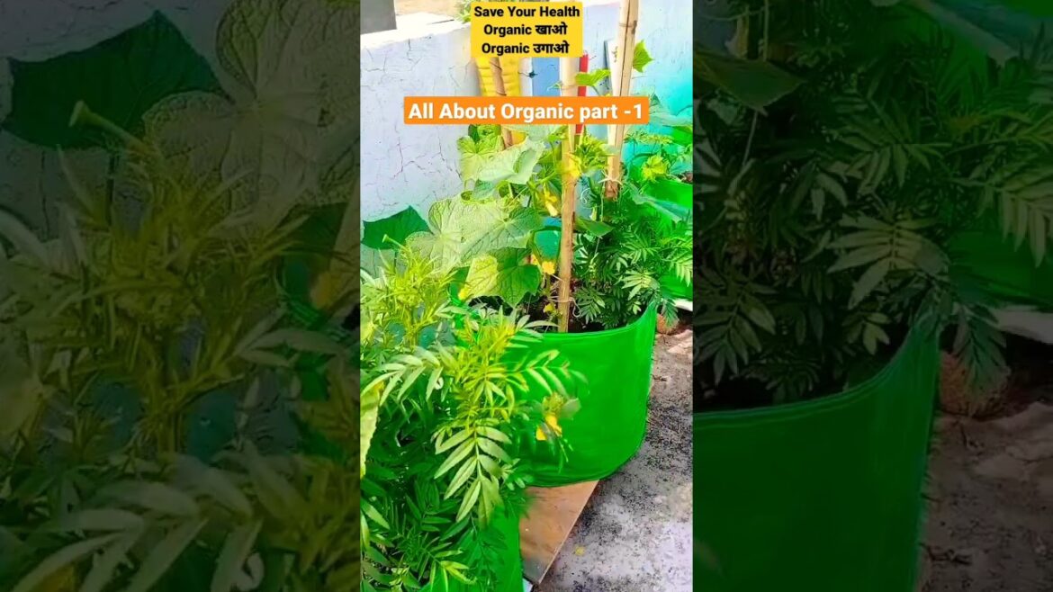 Why we grow organic vegetables ? | importance of organic #shorts #organic #gardening #vegetable