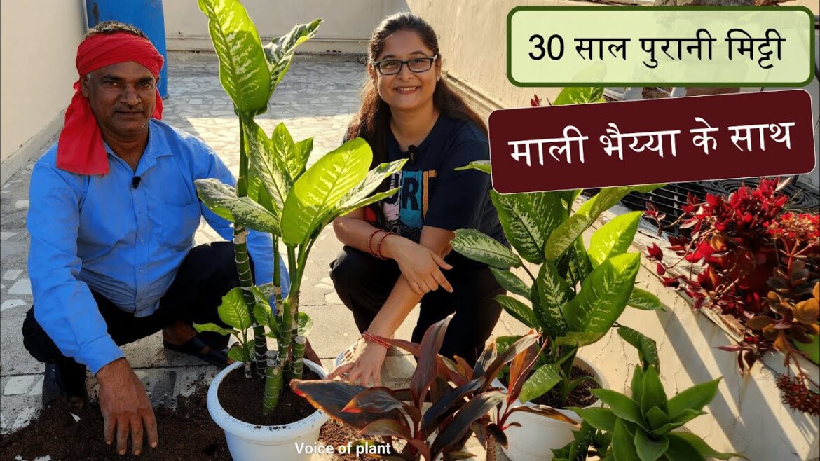 🔴HOW TO REUSE OLD POT SOIL | ऐसे करें गमले की पुरानी मिट्टी को फिरसे Recharge #soil #gardening 🔴HOW TO REUSE OLD POT SOIL | ऐसे करें गमले की पुरानी मिट्टी को फिरसे Recharge #soil #gardening