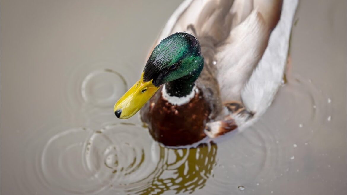 Japanese Garden Spokane, Washington