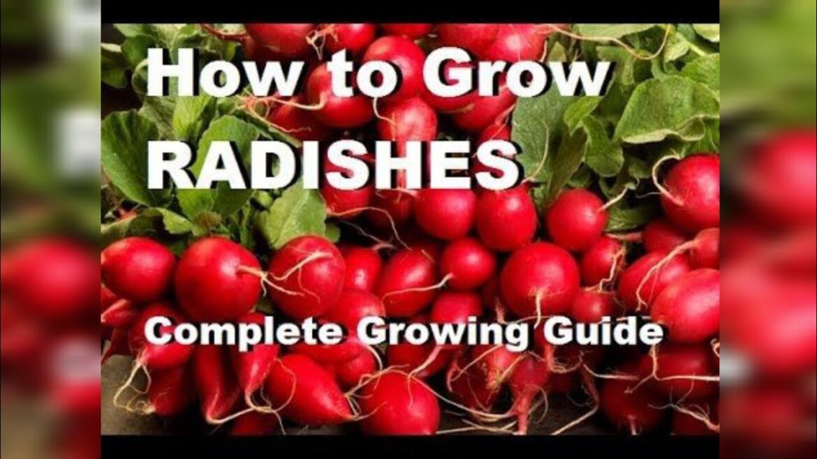 How to grow radishes | how to grow radishes in container | how to grow radishes at home How to grow radishes | how to grow radishes in container | how to grow radishes at home