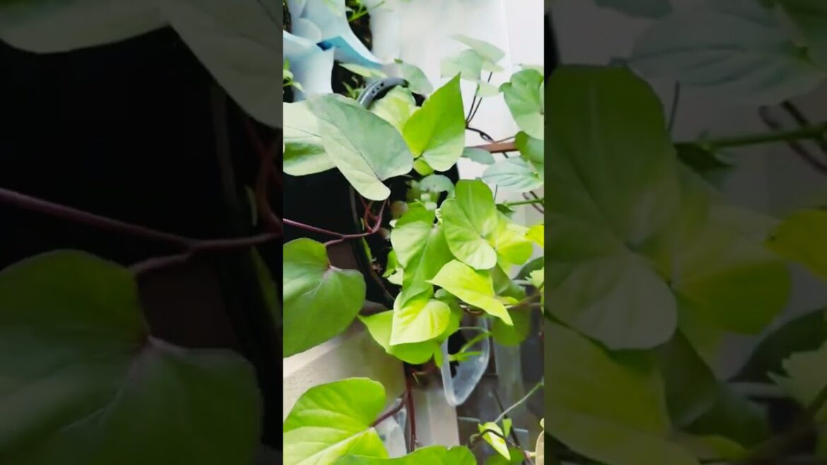 kitchen gardening|at home| khala_punjaban #trending #viral #youtube #amazing #youtubeshorts