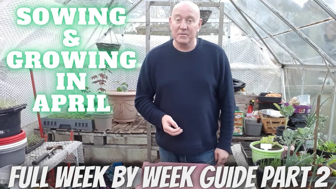 Sowing & Growing In April Part 2 [Gardening Allotment UK] [Grow Vegetables At Home ]