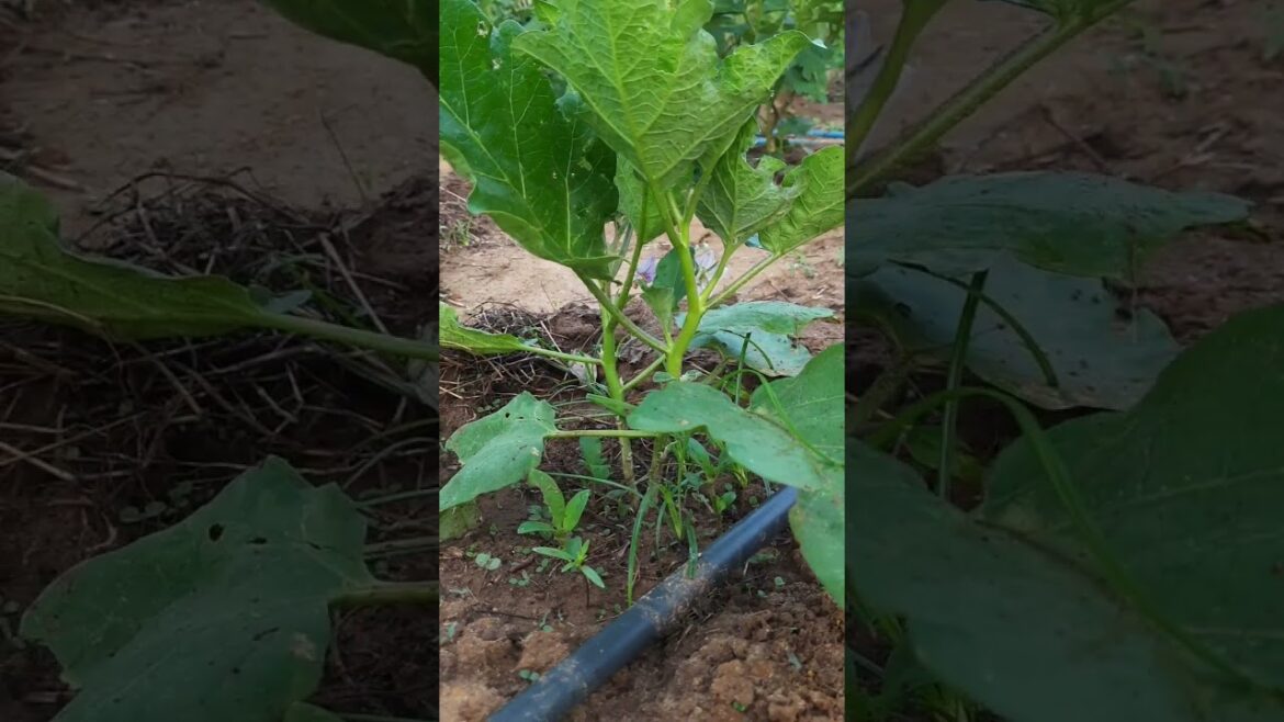 vegetables growing gradually 😊🙂/gardening /how to
