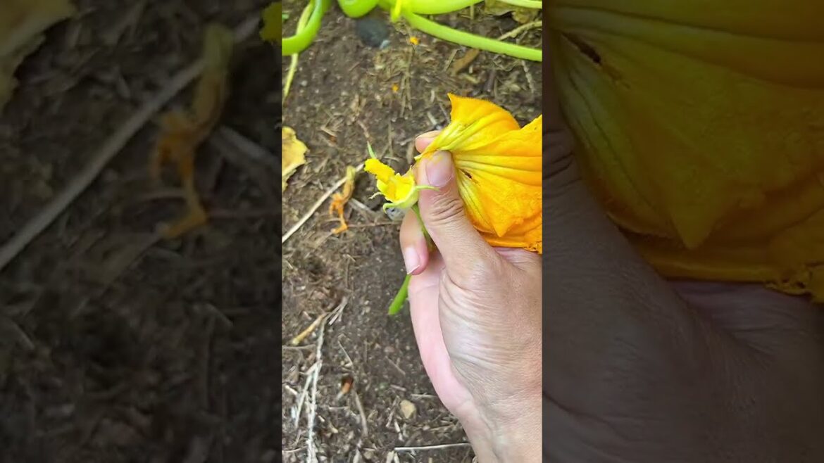 🫢The Secrets of Plant Sex: Male & Female Pollination🤣-Garden Tips🍅🙌#shorts #gardeningtips #garden 🫢The Secrets of Plant Sex: Male & Female Pollination🤣-Garden Tips🍅🙌#shorts #gardeningtips #garden