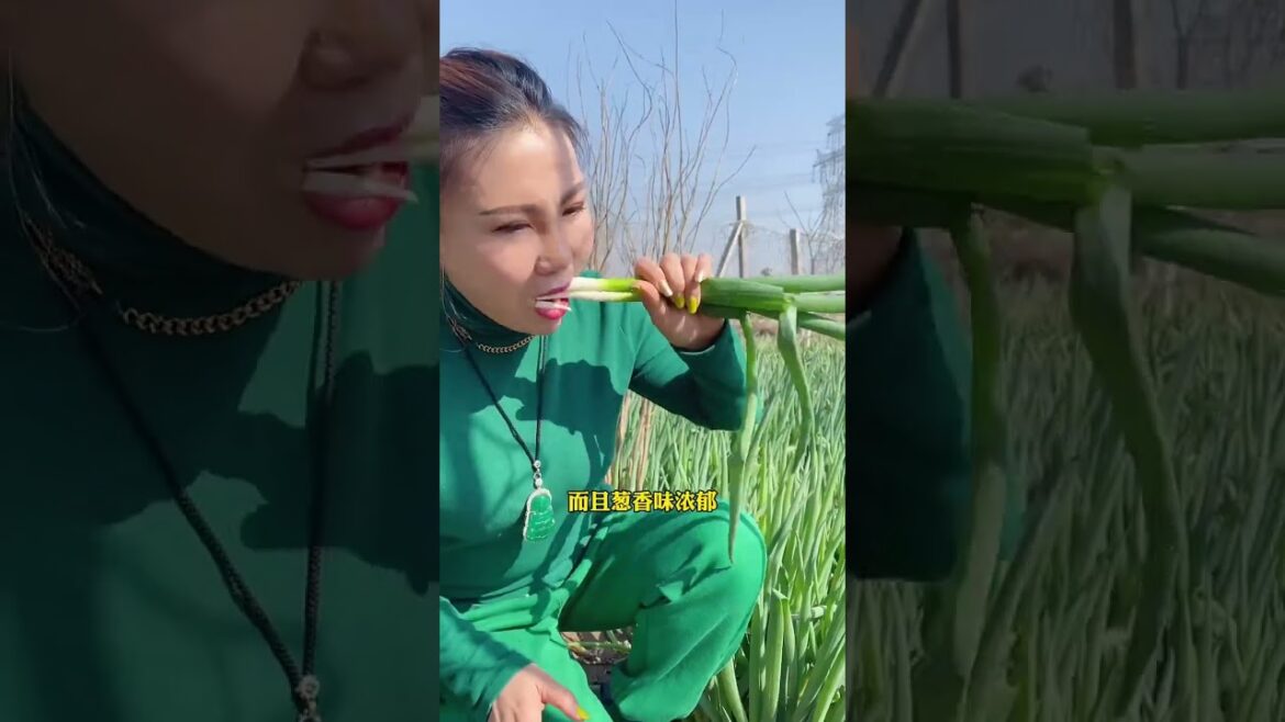 Vegetable plants 178