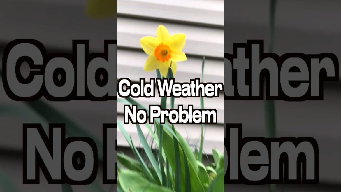Cold Weather No Problem Front Yard Flower Garden Daffodils and Hyacinths #shorts #flowergarden