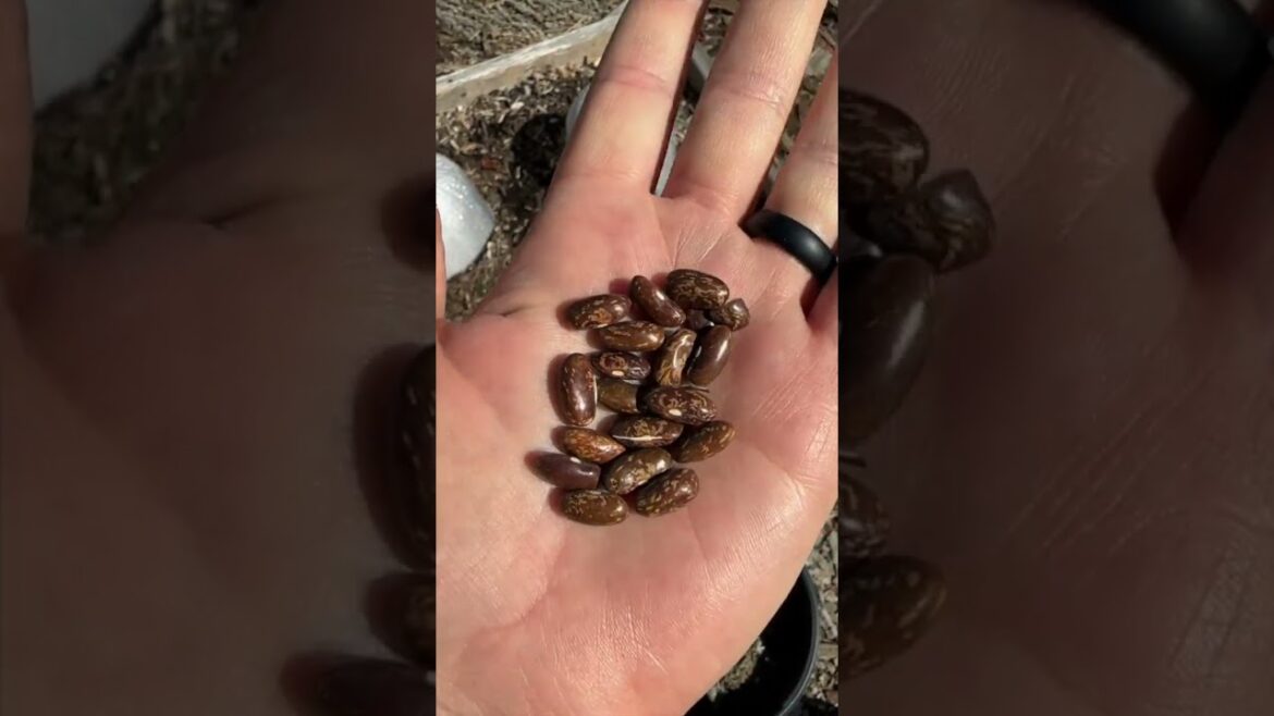 DOLLAR TREE GREEN BEAN SEEDS IN A CONTAINER | Top Crop Bushing Garden Bean | Connecticut Garden