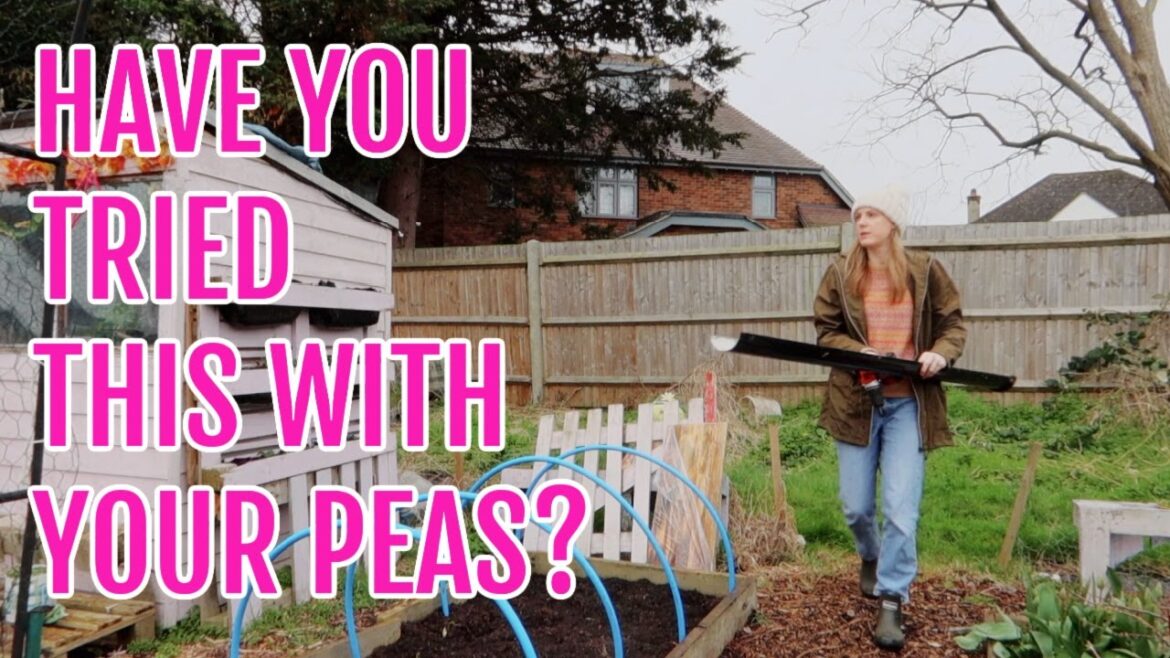 GROWING PEAS IN A GUTTER! / MARCH 2023 / ALLOTMENT GARDENING GROWING PEAS IN A GUTTER! / MARCH 2023 / ALLOTMENT GARDENING