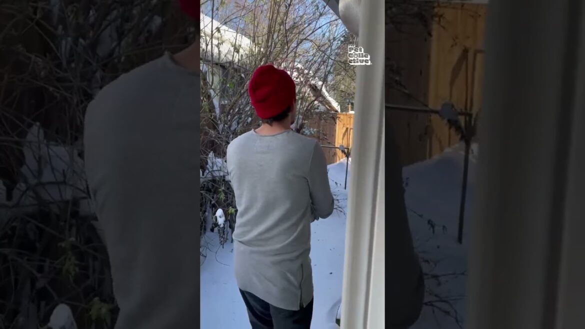 Cute Mama Hummingbird is Gifted Birdhouse From Neighbors! Cute Mama Hummingbird is Gifted Birdhouse From Neighbors!