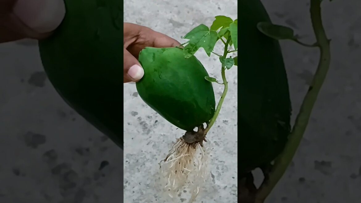 Grow papaya tree by unique way at pot | grow papaya #shorts