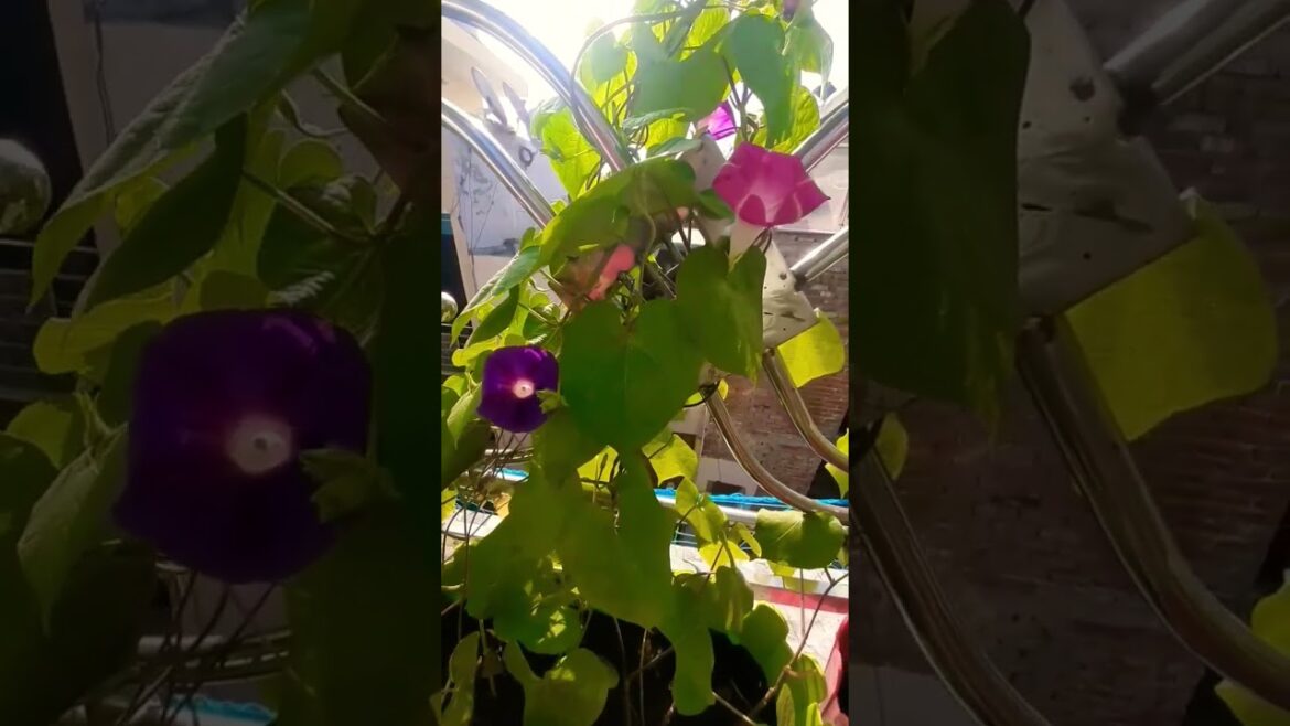 Double colors flower in morning glory #gardening #summergarden #growingplants #terracegarden
