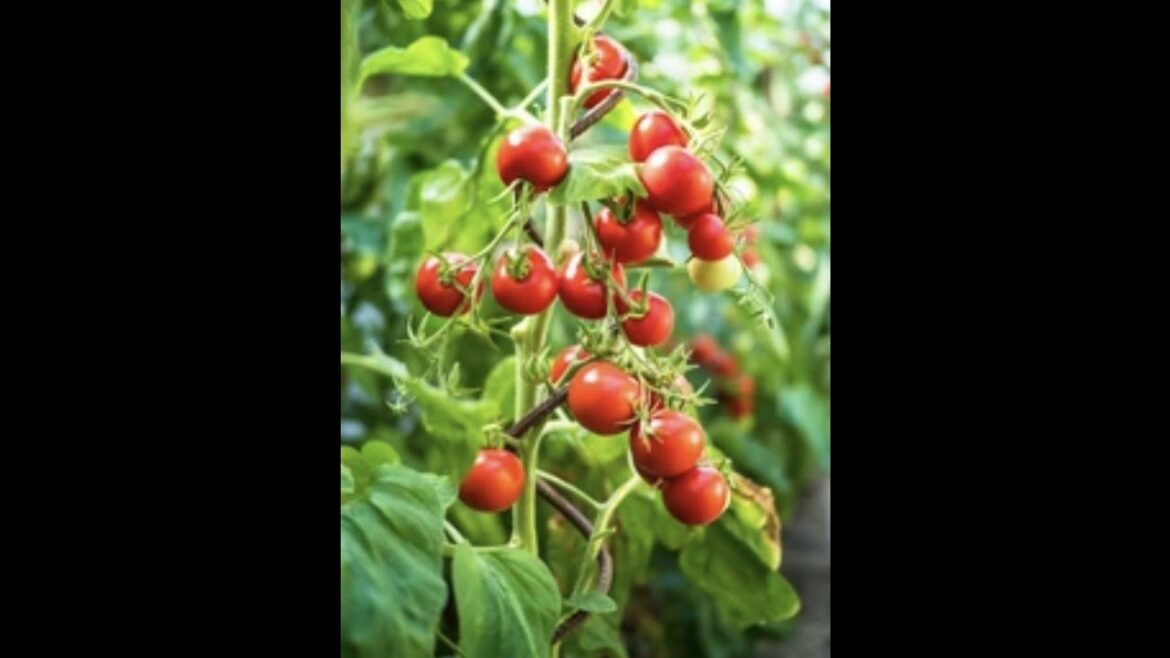 6 Tomato Mistakes To Avoid