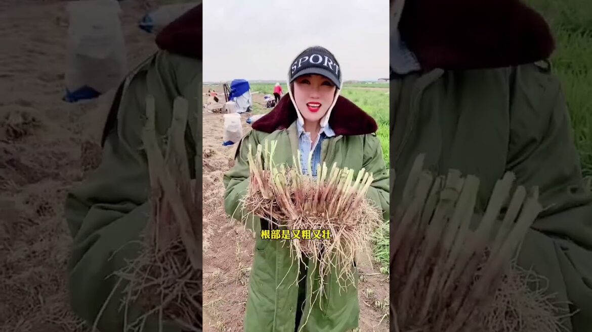 Vegetable plants 181