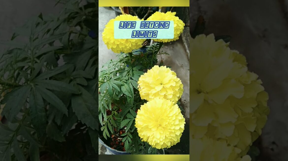 gardening #shorts #shortvideo #vegetables #flowers #short #music #trending #ringtone