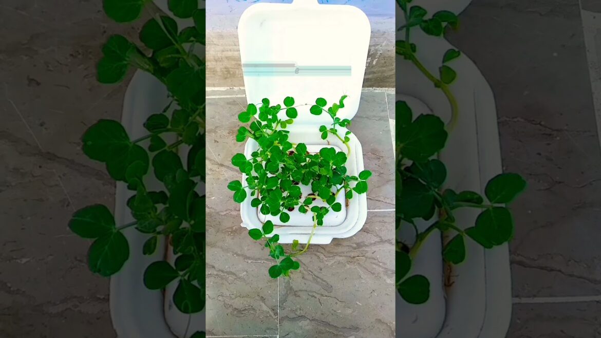 Garden ideas | Growing ideas at home #terra #terracepargardening #shorts #2