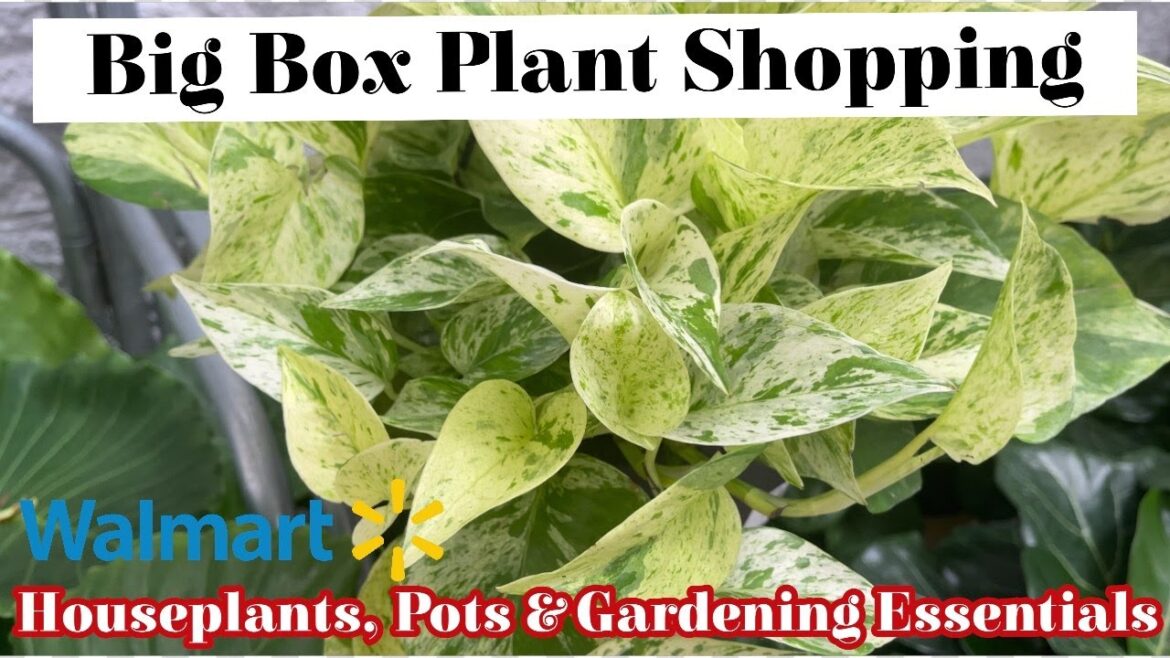 Big Box Plant Shopping at Walmart || Houseplants, Pots & Gardening Essentials Big Box Plant Shopping at Walmart || Houseplants, Pots & Gardening Essentials