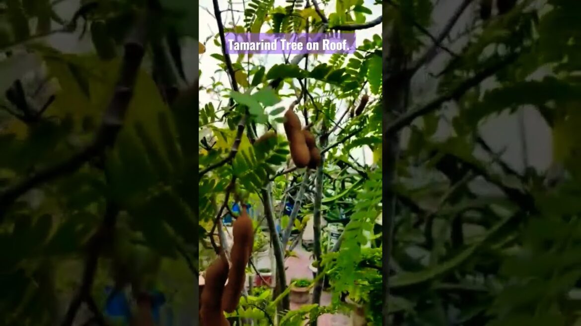 Thai Tamarind Tree. Rooftop gardening. Garden planning. #tamarind #garden #design #fruit #roof