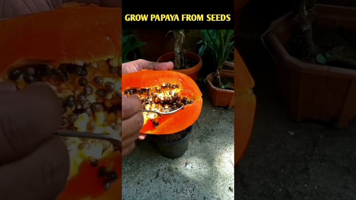 Grow papaya from seeds #shorts