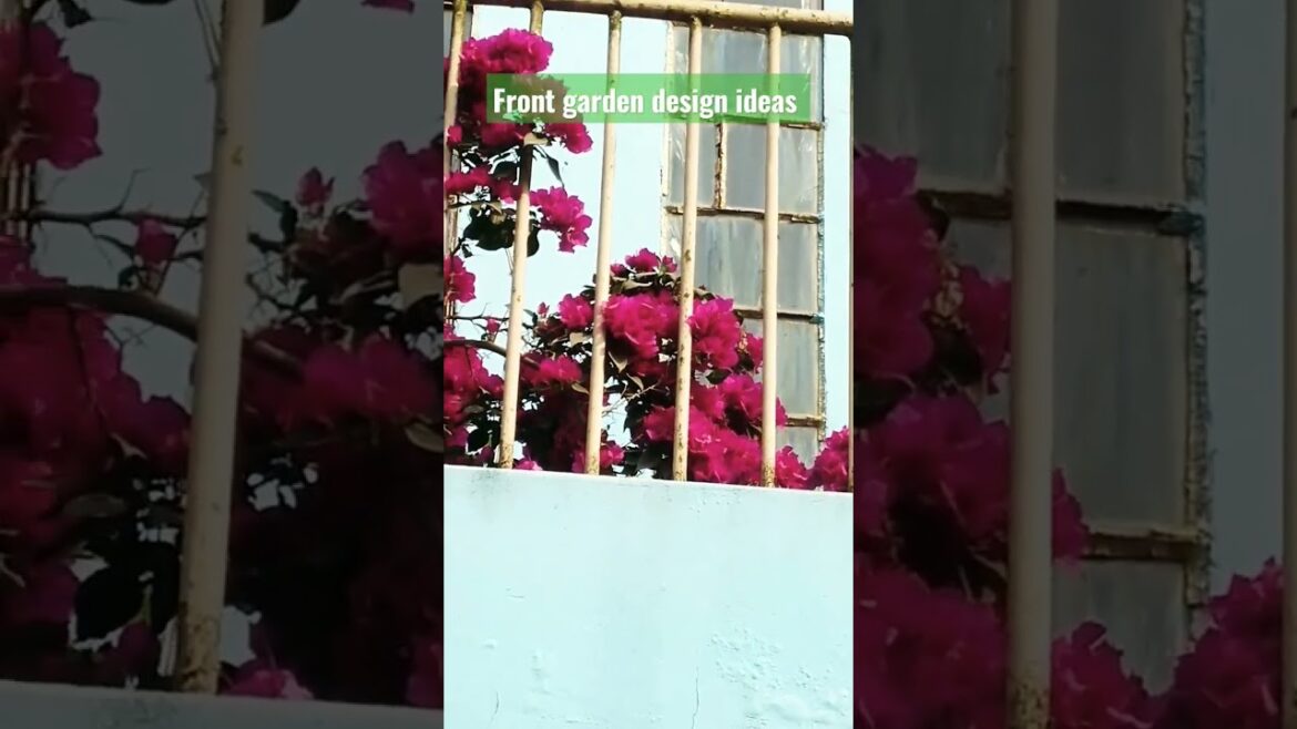 Front garden design. Bugenvaelia flowers. Gardening ideas. #front #gardening #design #ideas #shorts.