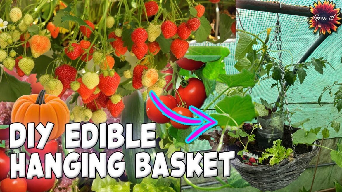 The Edible Hanging Basket – Grow Your Own Fruit and Vegetables Anywhere! #gardening The Edible Hanging Basket - Grow Your Own Fruit and Vegetables Anywhere! #gardening