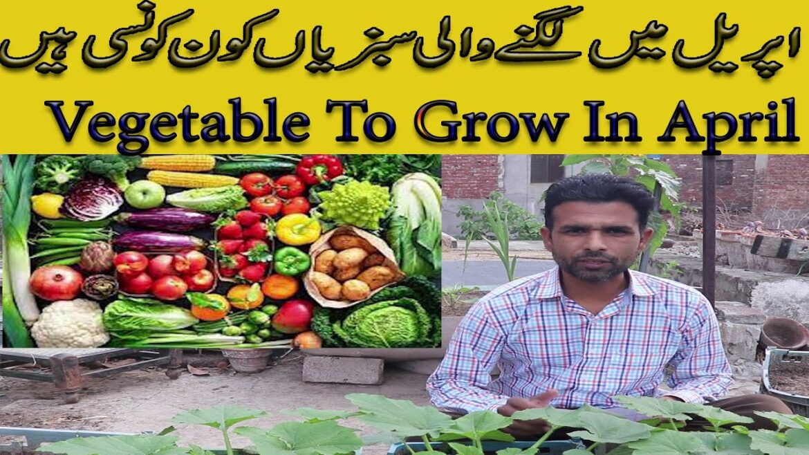 Growing Summer Vegetable At Home Easily | April Mein Kon Vegetable Grow Kar skte Hai.