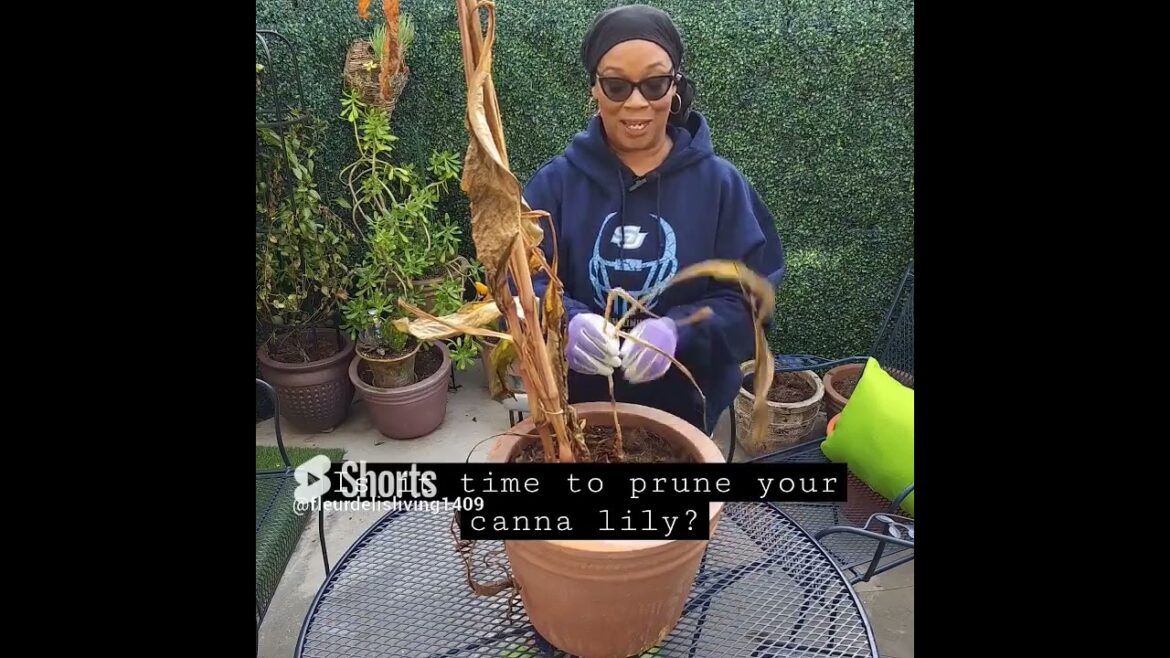 Discover When It's Time to Take Action on Your Canna Lily!