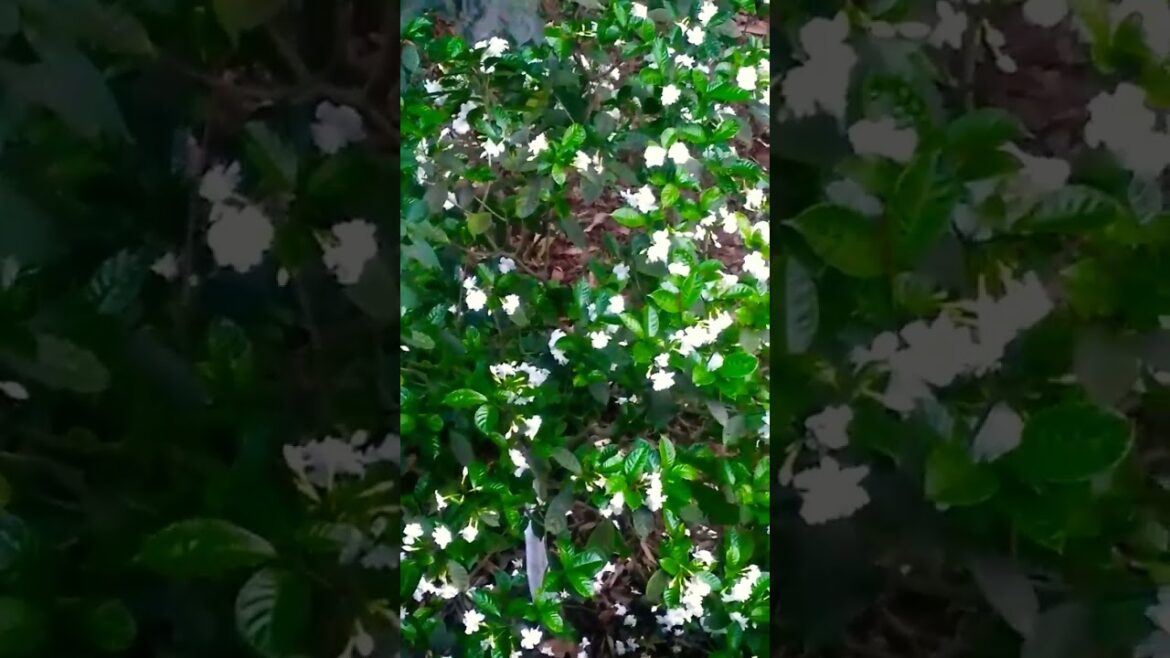 Tagore flowers. Flowers garden design. Decoration ideas. #flowers #viral #viralvideo#garden #design