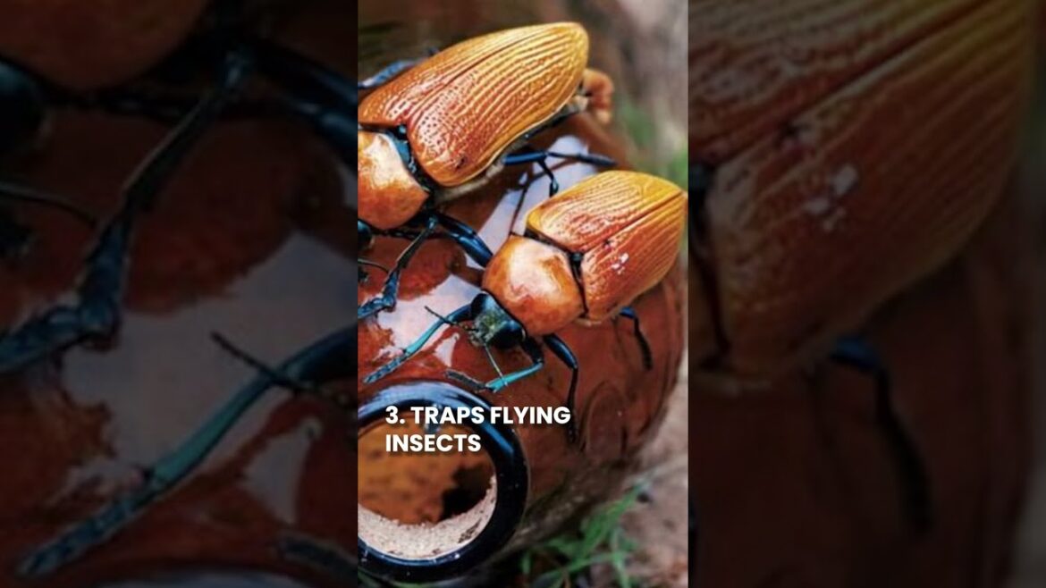 Uses For Beer In the Garden #alchohal #beer #youtubeshorts