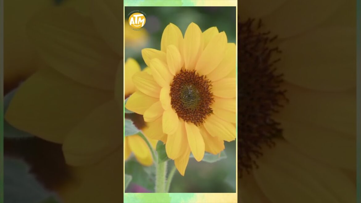 Food exploration- Edible Flowers! #shorts | Farm To Table