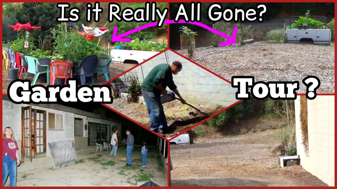 Vegetable Garden Growing Food Collard Kale Salad All Year Container Gardening Growing Peppers Onions Vegetable Garden Growing Food Collard Kale Salad All Year Container Gardening Growing Peppers Onions