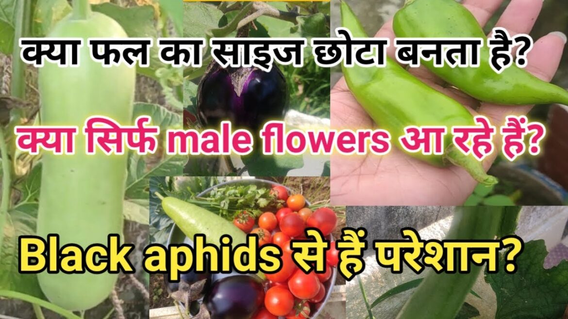 Important gardening tips for beginners/grow organic vegetables at home