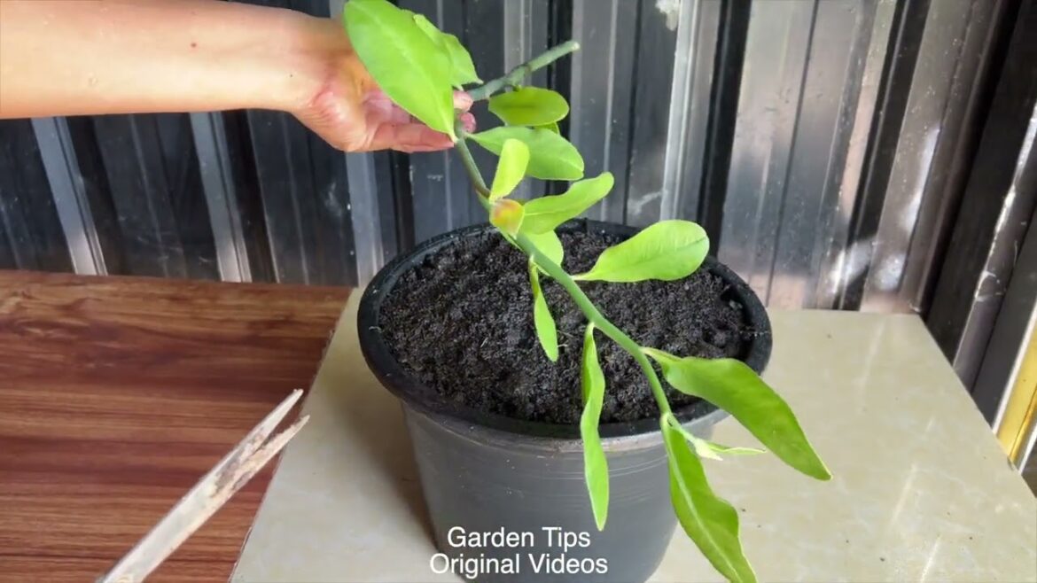 Growing Two Kinds of Plants in soilGarden Tips.