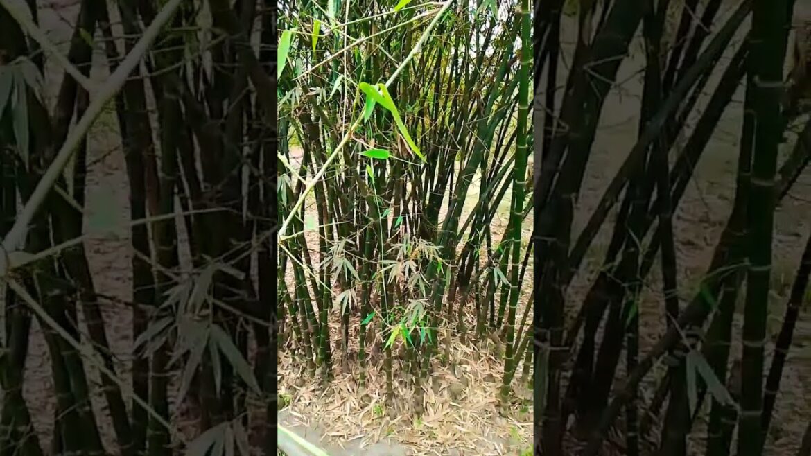 mini vlog || garden || #minivlog #2023 #shorts #viral #trending