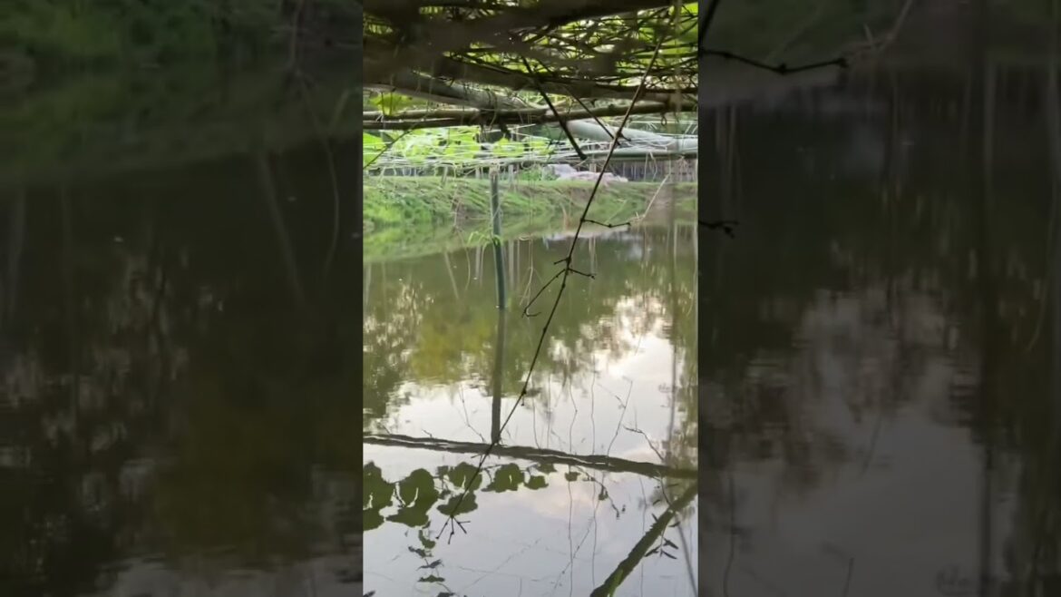 Vegetable Gardening Over The Pond