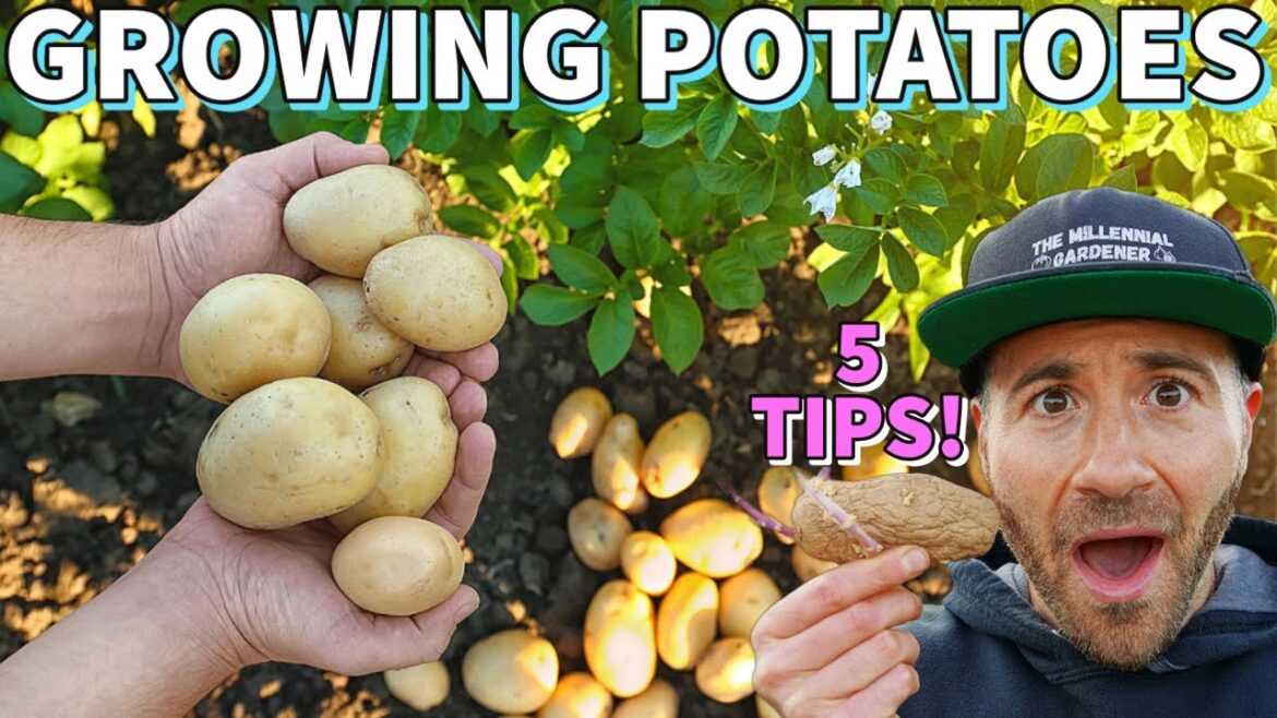 These 5 SIMPLE Tips Will GUARANTEE You More Potatoes! These 5 SIMPLE Tips Will GUARANTEE You More Potatoes!
