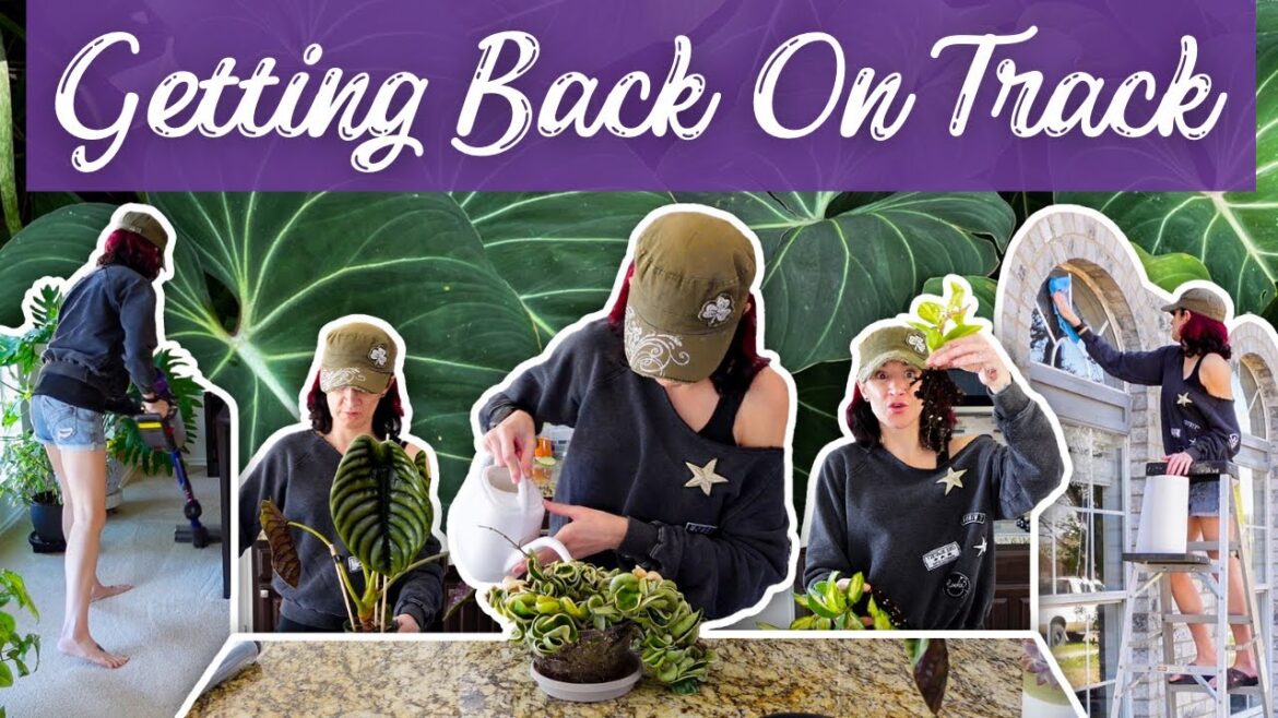 A Day In My Unemployed Planty Life | Plant Chores, Organizing, and Spring Cleaning A Day In My Unemployed Planty Life | Plant Chores, Organizing, and Spring Cleaning