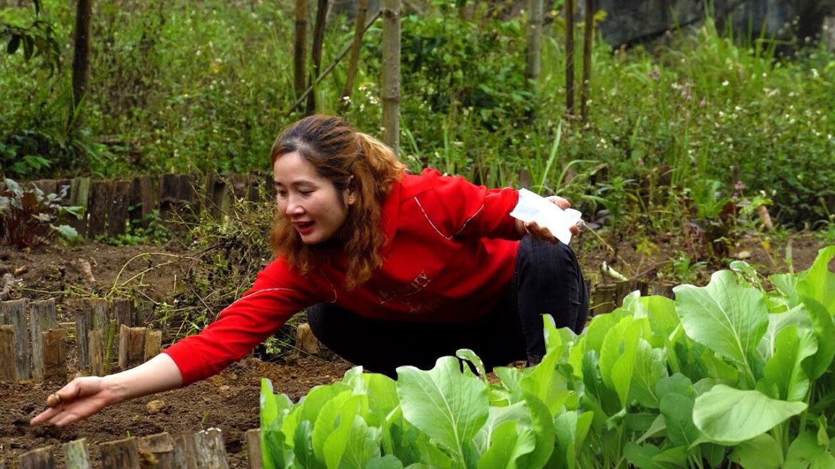 Vegetable Gardening Process | How To Soil, Sow And Take Care Of Chickens| New Life Vegetable Gardening Process | How To Soil, Sow And Take Care Of Chickens| New Life