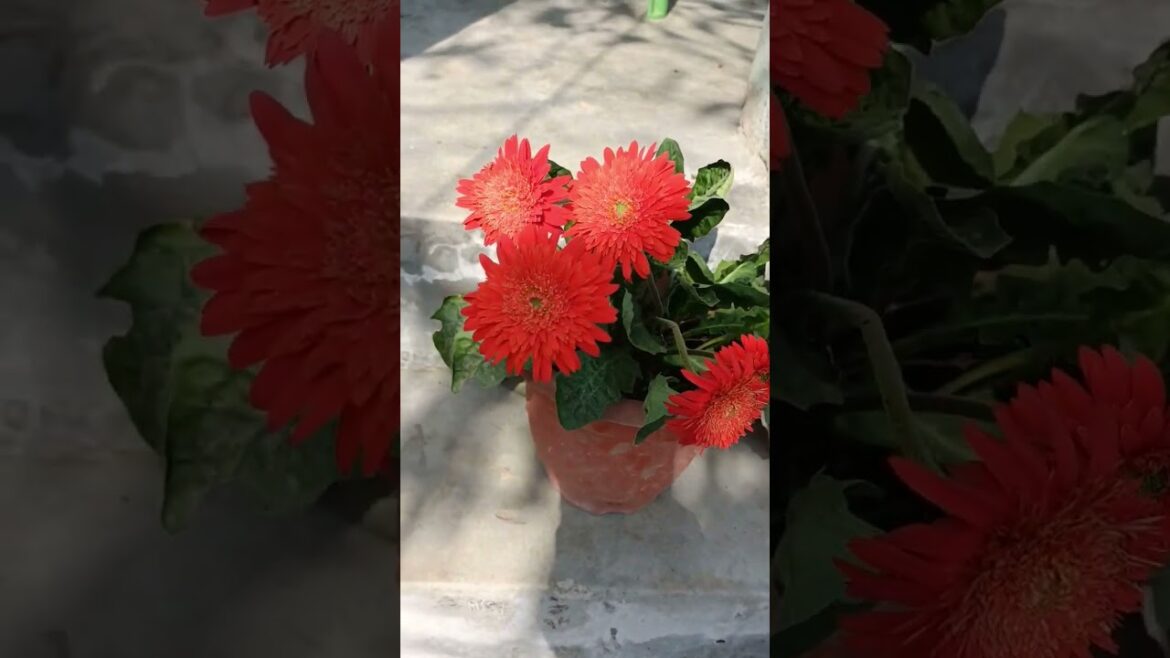 Gerbera Flowers Plant // Home Garden Tips // #gerbera #gerberaflower
