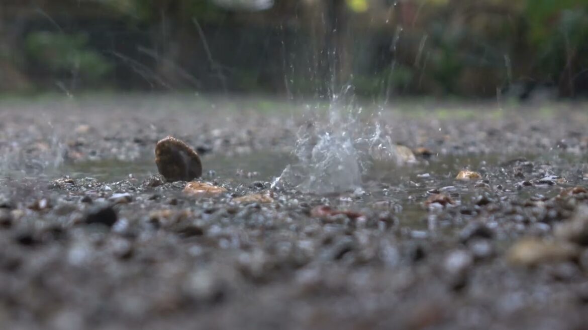 Rain in the front yard during evening - Relaxing sounds of rain