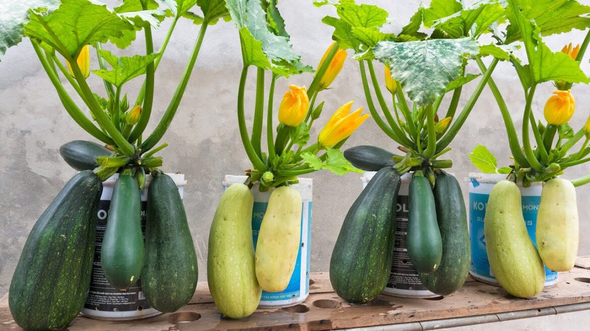 Great tip, Growing zucchini with husks in a pot of soil gives a lot of fruit Great tip, Growing zucchini with husks in a pot of soil gives a lot of fruit