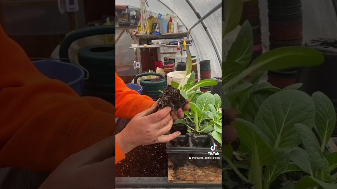 Up potting bok choy