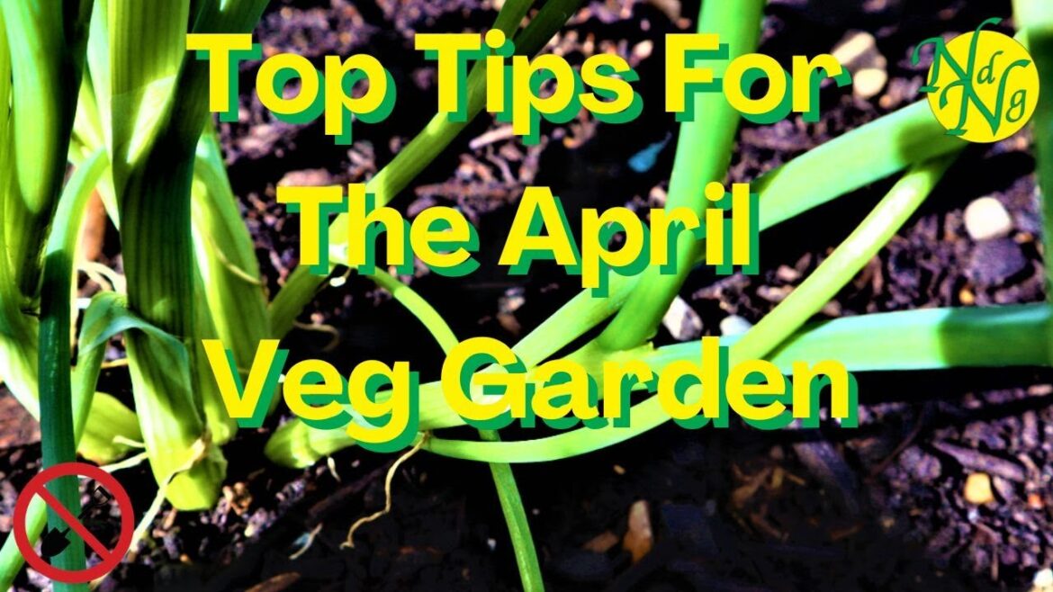 My Top Tips For The April Veg Garden