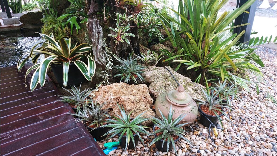 Garden ideas : Minimal Rock Garden ,Waterfall , Koi Pond