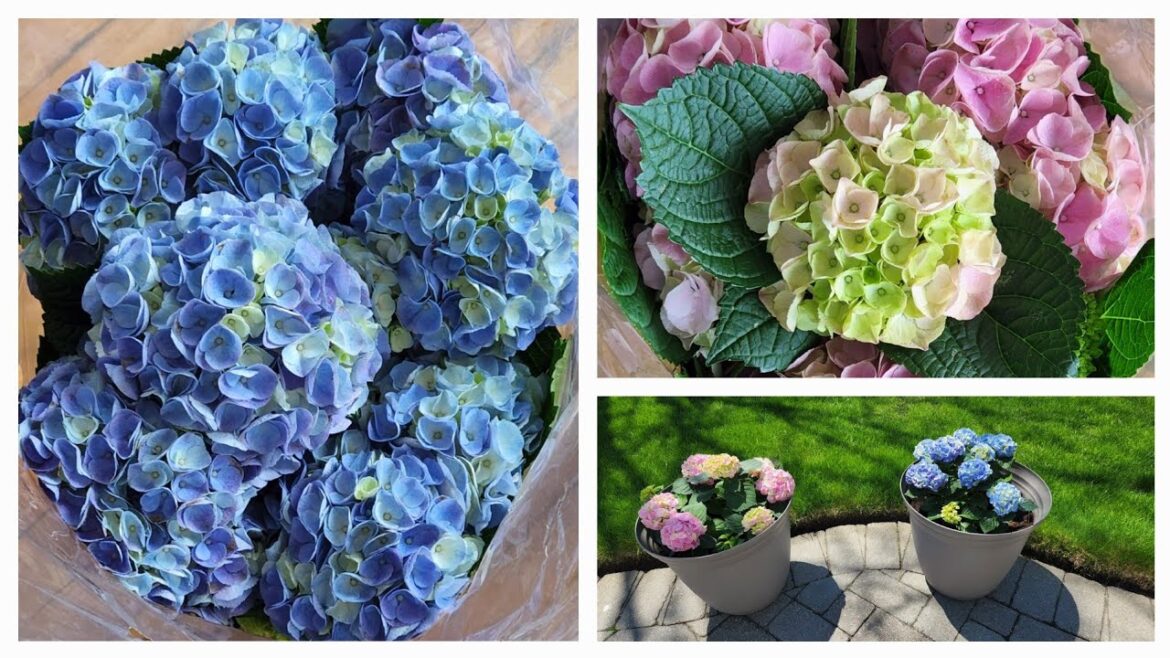 Potting & caring for Hydrangeas-repotting, kind of soil to use, where to place them, overwintering